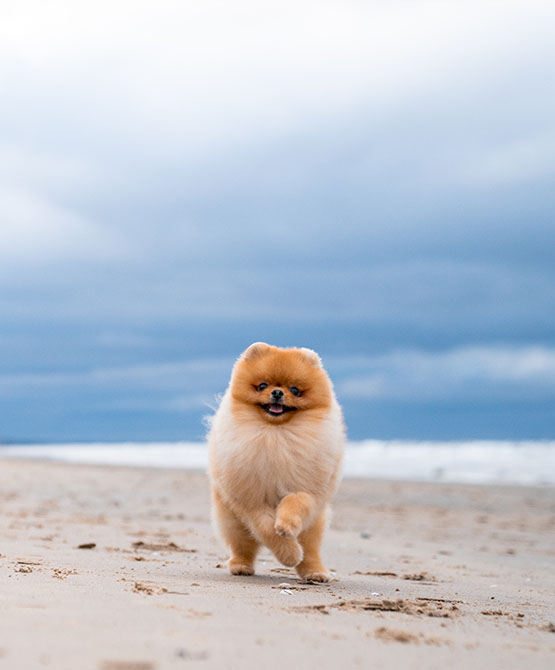 accesso-cani-spiaggia-mare-scalea-calabria